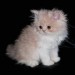 1319509_cute_kitty