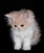 1319511_cute_kitty